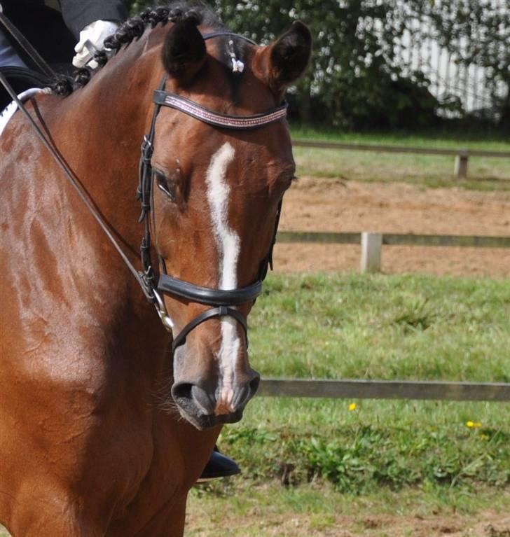 Mecklenburger Mercy 19 [Himmelhest] - Mercy til stævne, 4 plads i en LC3, udvidet D-stævne. Foto : Far billede 5