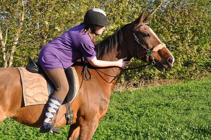 Mecklenburger Mercy 19 [Himmelhest] - Mercy på tur, første gang i hackamore ;) Foto : Chris billede 6