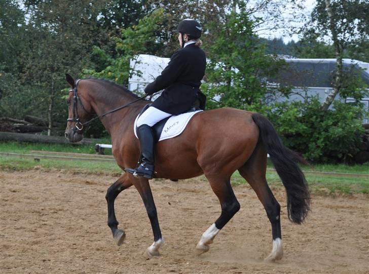 Mecklenburger Mercy 19 [Himmelhest] - Mercy til stævne, 4 plads i en LC3, udvidet D-stævne. Foto : Far billede 7