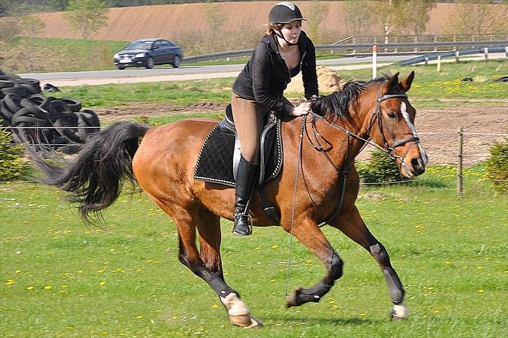 Mecklenburger Mercy 19 [Himmelhest] - Mercy i galop, Maj 2010. Foto: Chris  billede 8