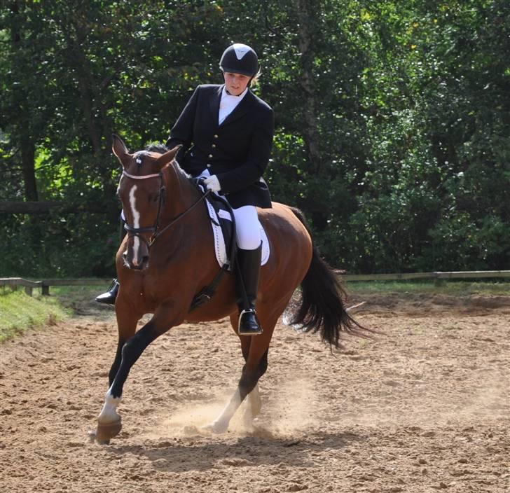 Mecklenburger Mercy 19 [Himmelhest] - Mercy til stævne, 4 plads i en LC3, udvidet D-stævne. Foto : Far billede 9