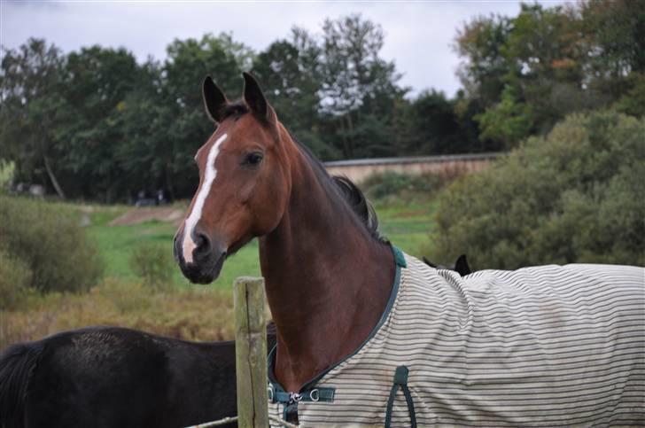Mecklenburger Mercy 19 [Himmelhest] - Mercy Oktober 2009. Foto : Mig. billede 10