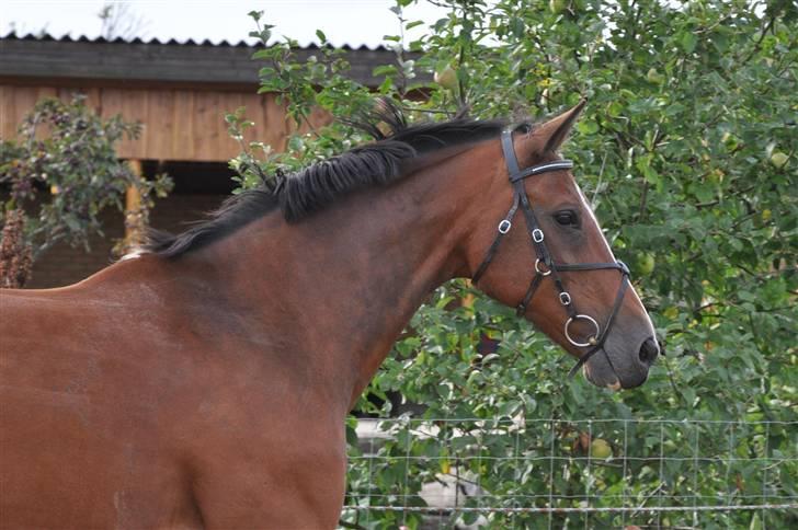 Mecklenburger Mercy 19 [Himmelhest] - Mercy løsspring september 2009. Foto : Mig. billede 12