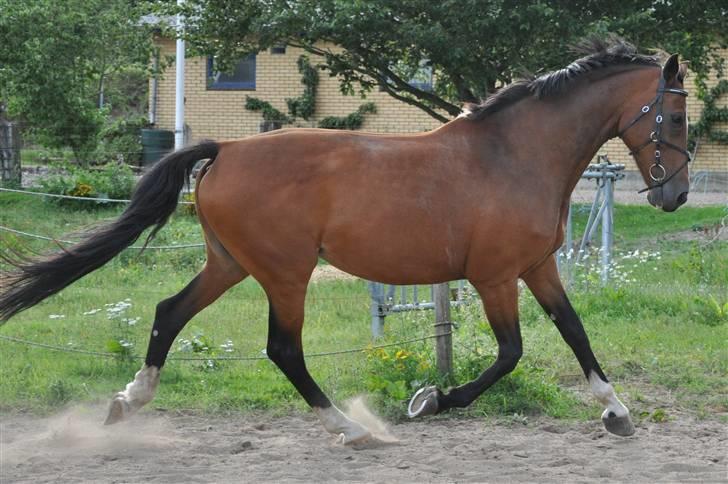 Mecklenburger Mercy 19 [Himmelhest] - Mercy løsspring september 2009. Foto : Mig. billede 13