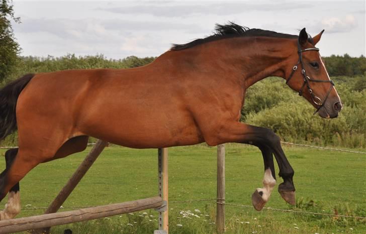 Mecklenburger Mercy 19 [Himmelhest] - Mercy løsspring september 2009. Foto : Mig. billede 14