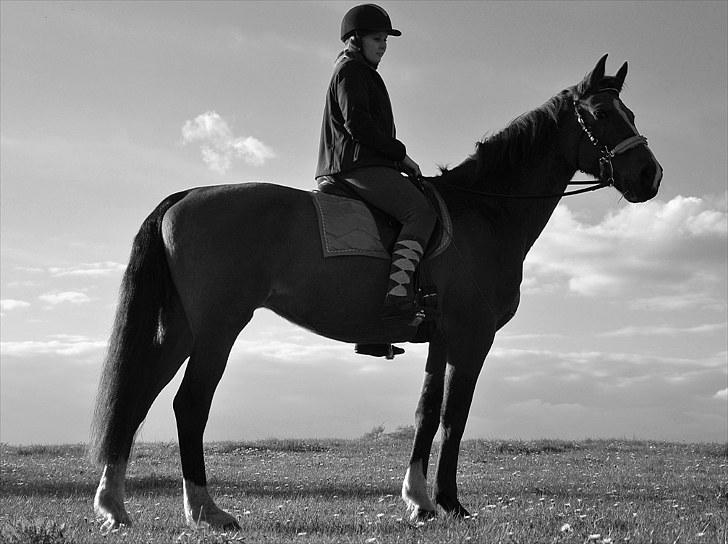 Mecklenburger Mercy 19 [Himmelhest] - Smukke Mercy, standbillede. Maj 2010 Foto: Chris billede 16