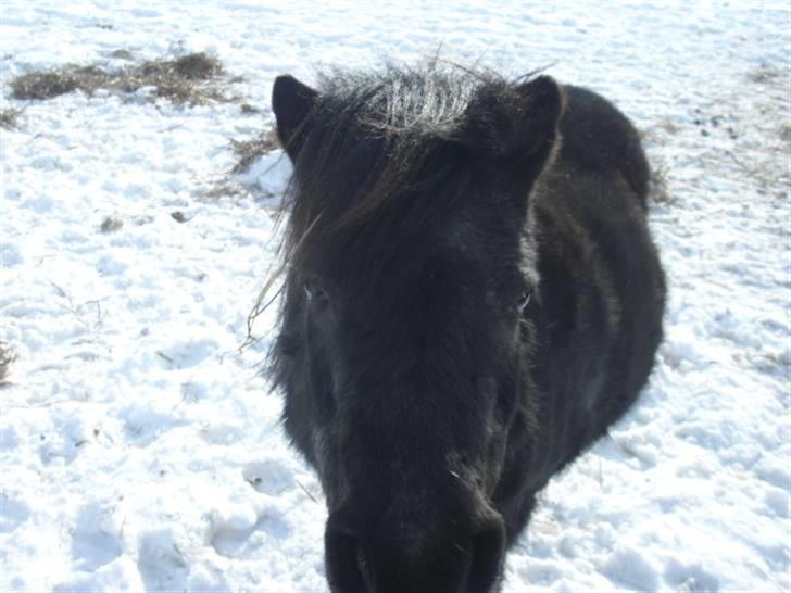 Shetlænder Sorte Anja "passer" - øv fik ikk hele mulen med:( men ellers er hun da mega sød!<3 foto: Miiq billede 16