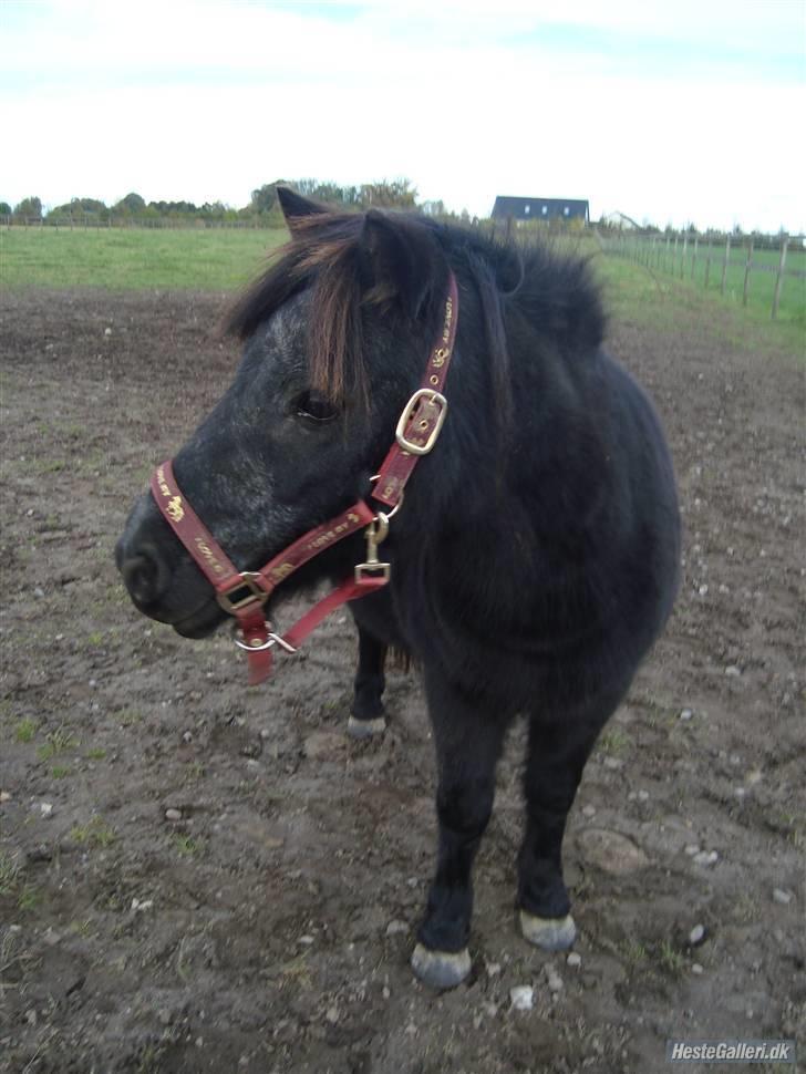 Shetlænder Sorte Anja "passer" - ja jeg ved det! jeg er jo alt for smuk?!x) heh lille sorte spiller kostbar? heh Foto: Miig eller søde Merle;) billede 17