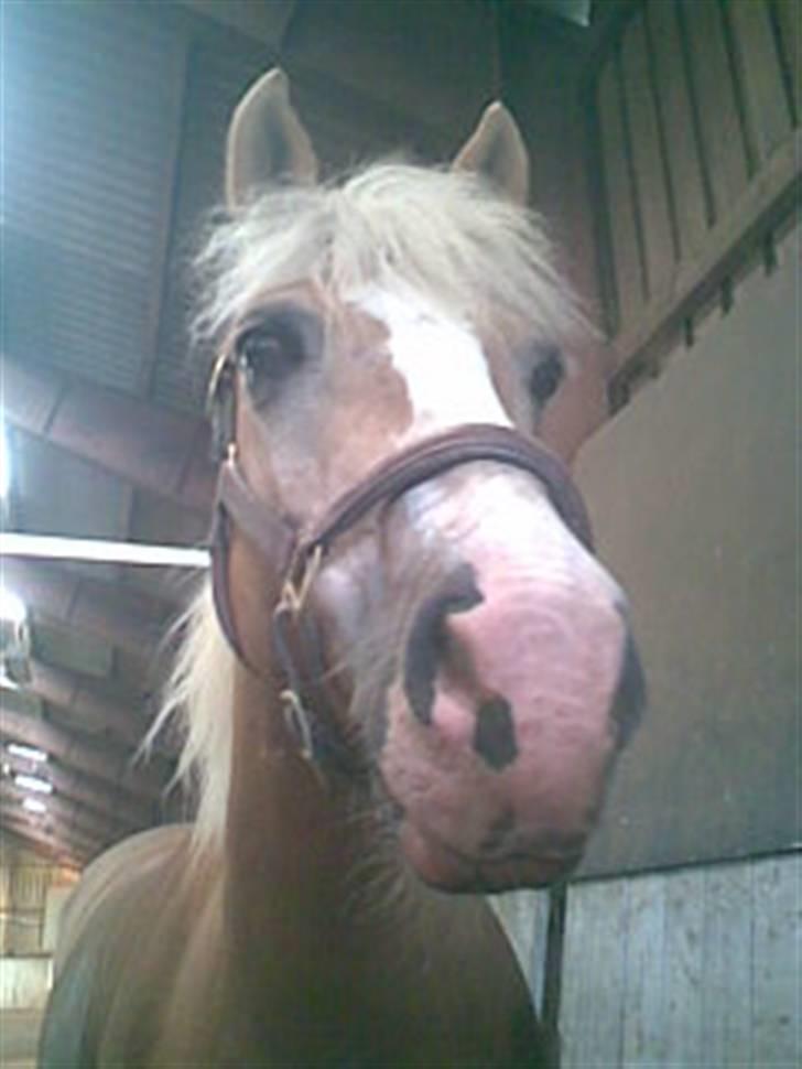 Haflinger Jasper Wandein  billede 9