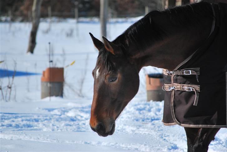 Hannoveraner Leslie Solgt billede 1