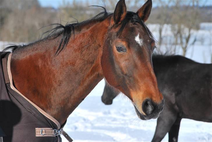 Hannoveraner Leslie Solgt billede 2