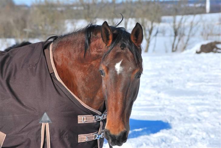 Hannoveraner Leslie Solgt billede 3