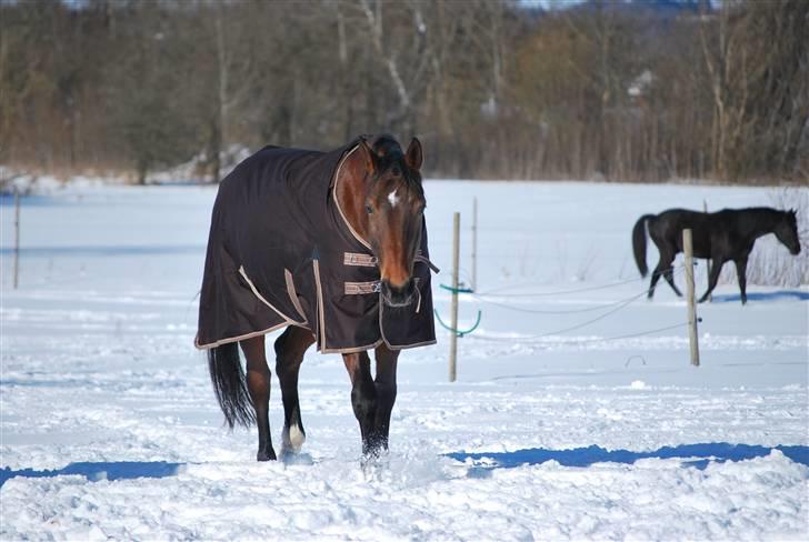 Hannoveraner Leslie Solgt billede 4