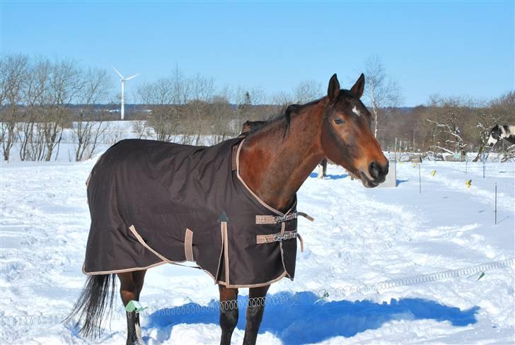 Hannoveraner Leslie Solgt billede 5