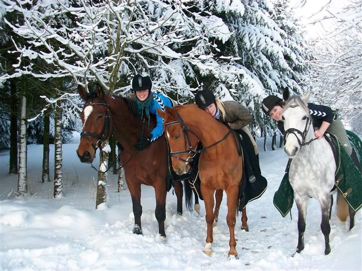 Anden særlig race Eddy - Mette, Kirsmis, Jeg & hestene :D<3 billede 19
