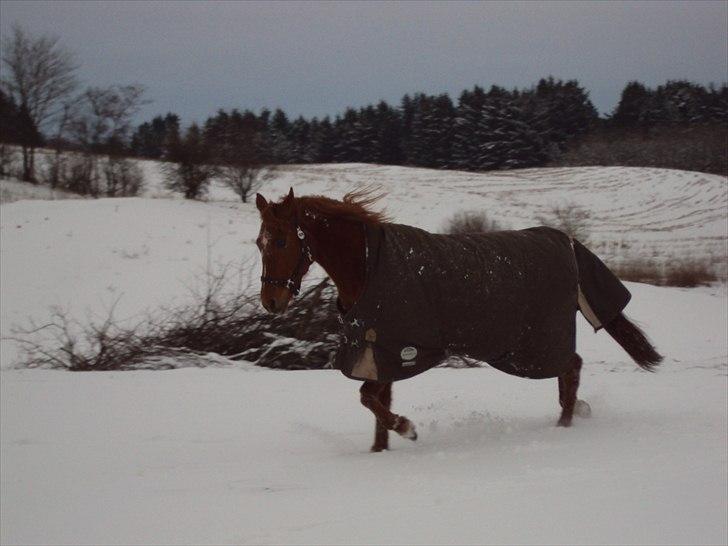 Anden særlig race Eddy - dejligt med sne ;) billede 20