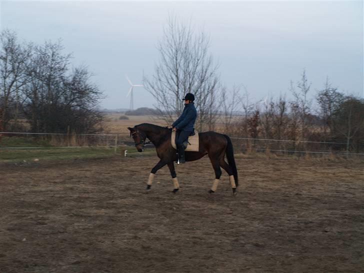 Trakehner Tavella SOLGT billede 8