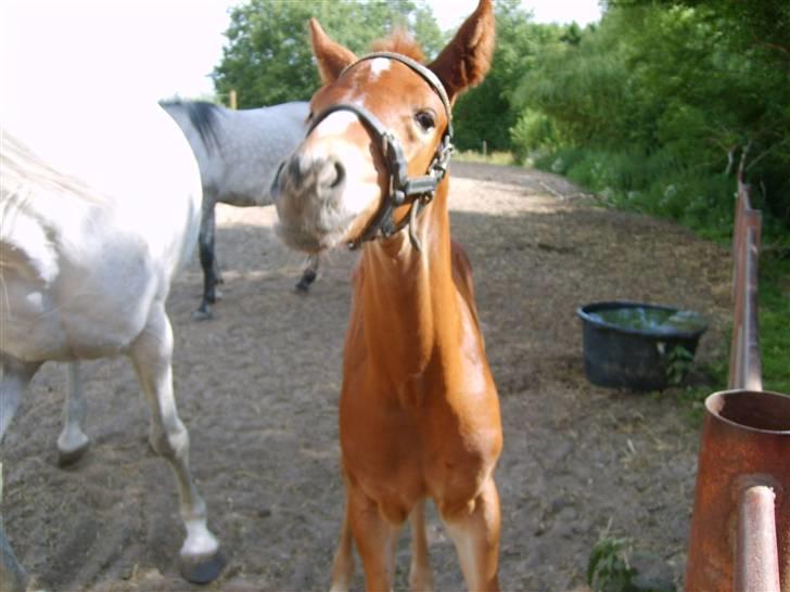 Anglo Araber (AA) Butterhill's Dusty Tawny billede 2