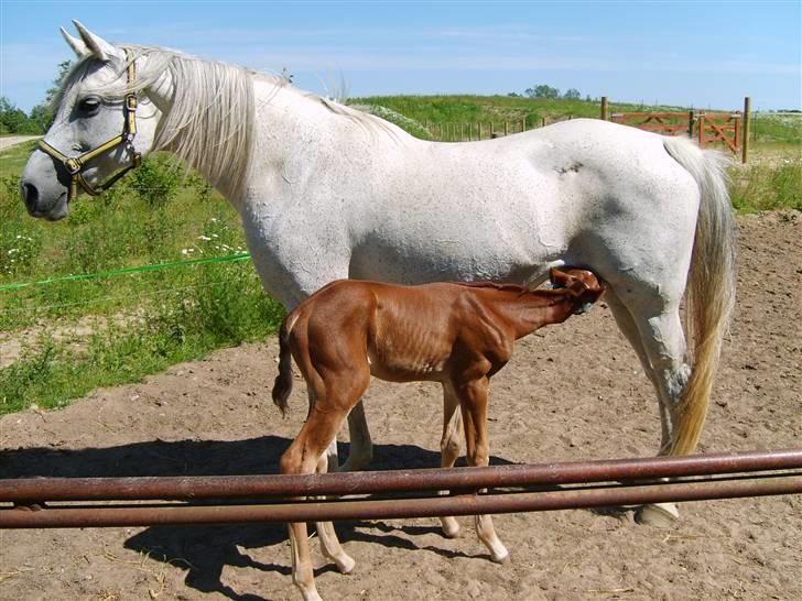 Anglo Araber (AA) Butterhill's Dusty Tawny billede 3
