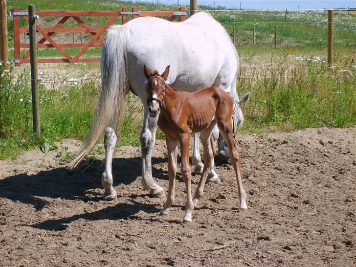 Anglo Araber (AA) Butterhill's Dusty Tawny billede 4