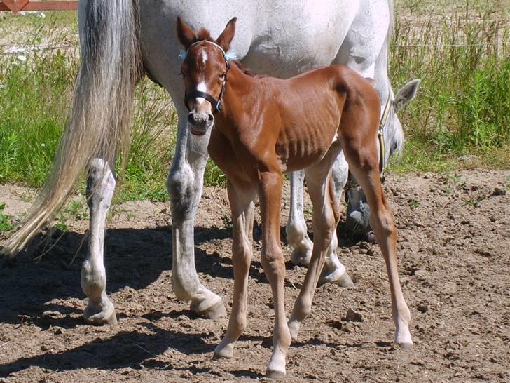 Anglo Araber (AA) Butterhill's Dusty Tawny billede 7