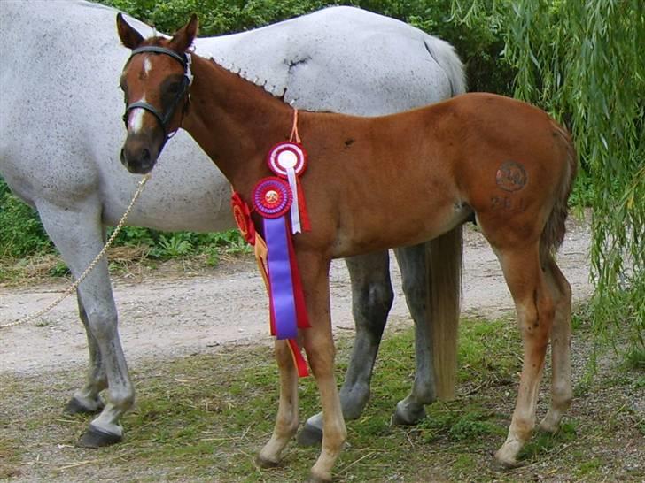 Anglo Araber (AA) Butterhill's Dusty Tawny billede 8