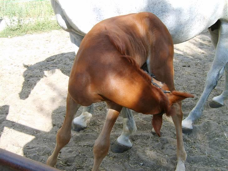 Anglo Araber (AA) Butterhill's Dusty Tawny billede 11