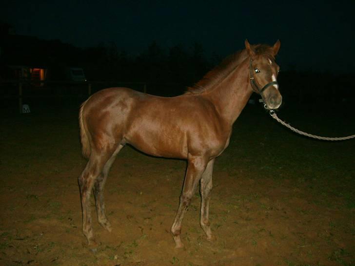 Anglo Araber (AA) Butterhill's Dusty Tawny billede 12