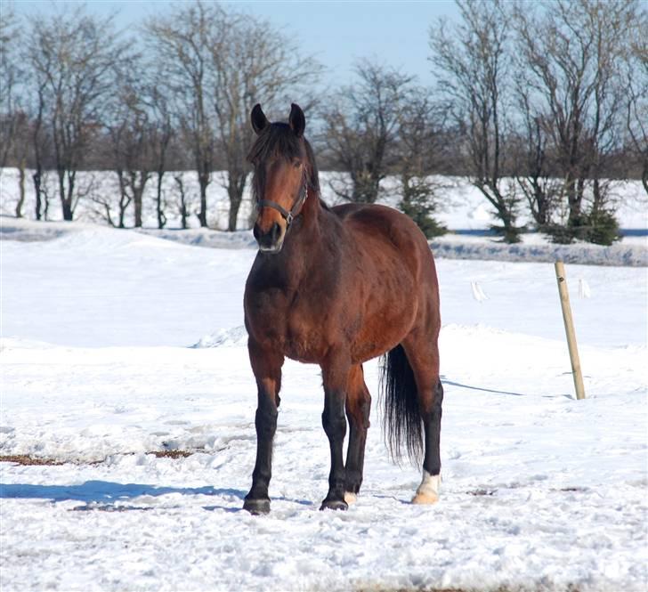 Anden særlig race MILLE - udf. frabedes! billede 6