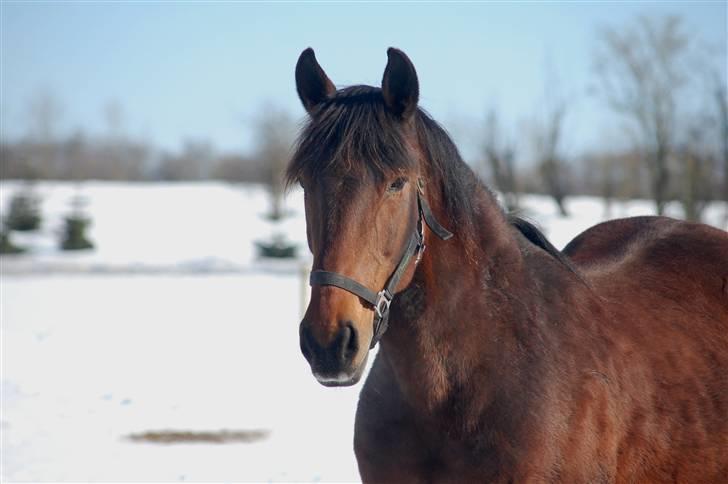 Anden særlig race MILLE - udf. frabedes! billede 7