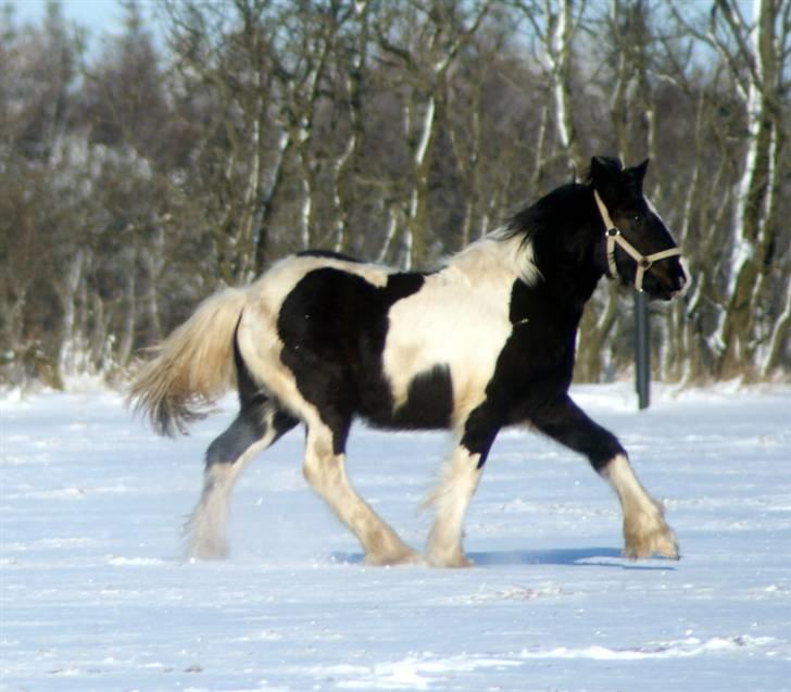 Tinker Lillevangs Amazing Gambler 1premium ster - første gang på fold hos os ;) 9 mdr  billede 6