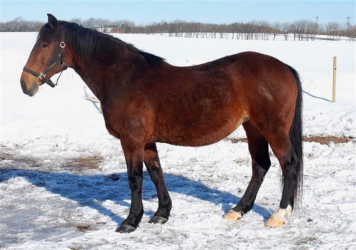 Anden særlig race MILLE - udf. frabedes! - Yders smart og lækker model :D Haha. billede 8