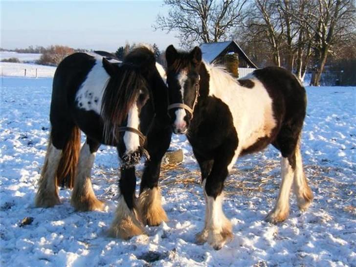 Tinker Lillevangs Amazing Gambler 1premium ster - her sammen med sin mor ;) billede 8