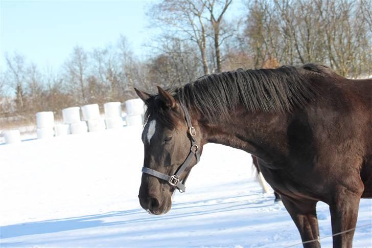 Dansk Varmblod Medina billede 12