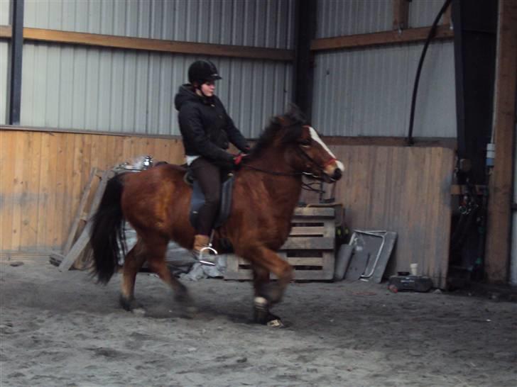 Islænder Heimir fraTókastöðumSOLGT - Nyt; 28 Februar undervisning mener det er i tølt <3 billede 16