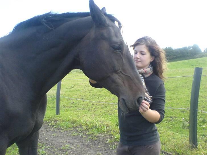 Dansk Varmblod Piaf. billede 1