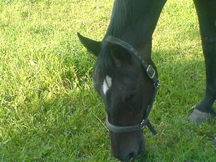 Dansk Varmblod Piaf. billede 2