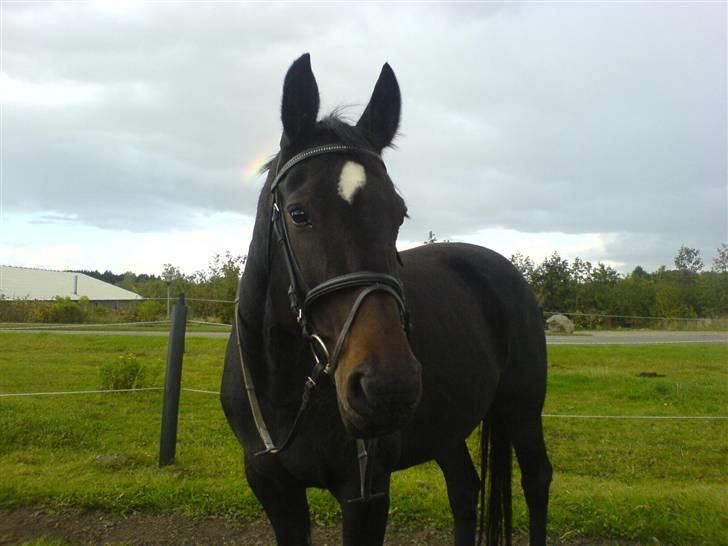 Dansk Varmblod Piaf. billede 3