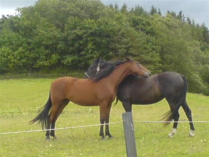 Dansk Varmblod Piaf. billede 4