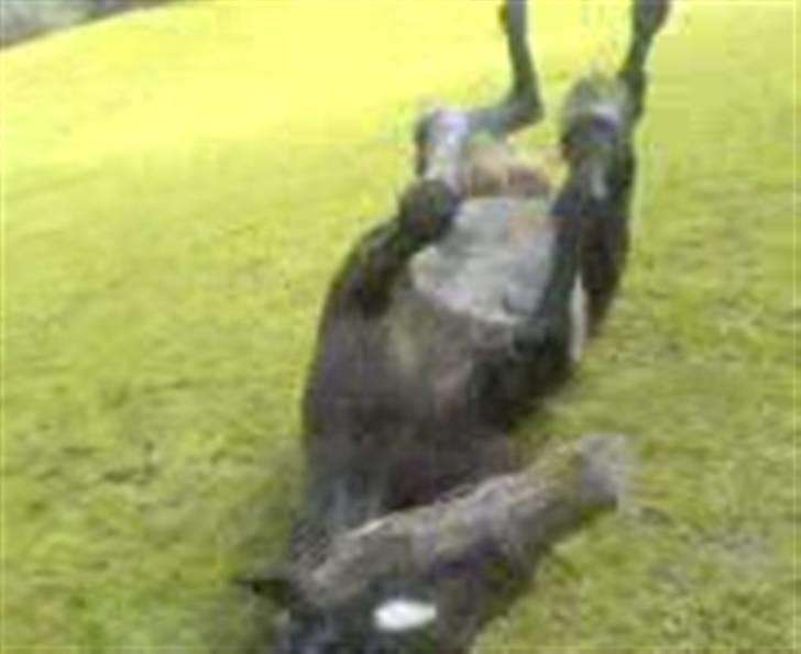 Dansk Varmblod Piaf. billede 5