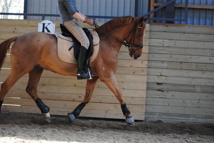 Tysk Sportspony Dornik pur A-pony - Træning på dodi <3 6/3-10 billede 8