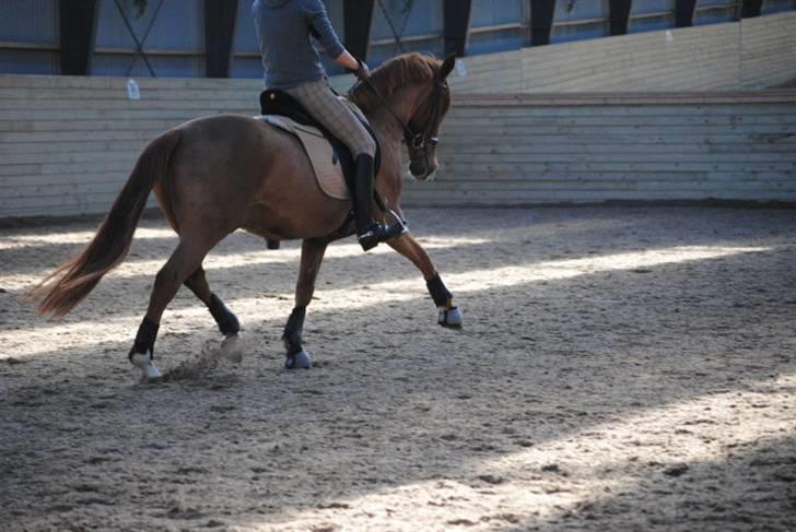 Tysk Sportspony Dornik pur A-pony - træning 6/3-10 <3:) billede 9