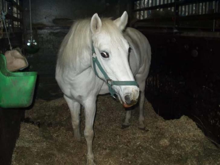 Anden særlig race »Olivia†RIP†MinDrøm*: ‹3 - 20. Når vi en dag ses igen er jeg i himlen ! ;´I <3 foto: MCL<3 Den sværeste beslutning var at lade dig gå efter døden !´; My memorie! ;´* Det sidste billed af mit alt s´; <3 7/12-08 <3 billede 20