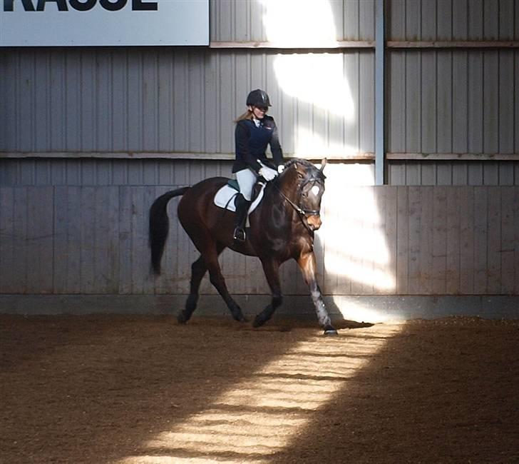 Trakehner Sabo*har redet* - Sabo til sit første stævne LD2 til 59,44% og en 1.plads. :D ved jeg har en lorte holdning, men red i spring sadel! billede 16