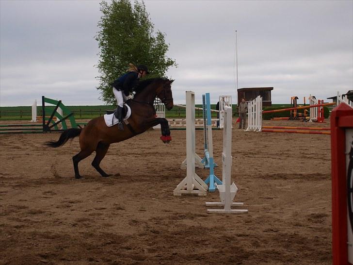 Trakehner Sabo*har redet* - Super springhesten i 50 cm spring søndag 23/5 2010 billede 17