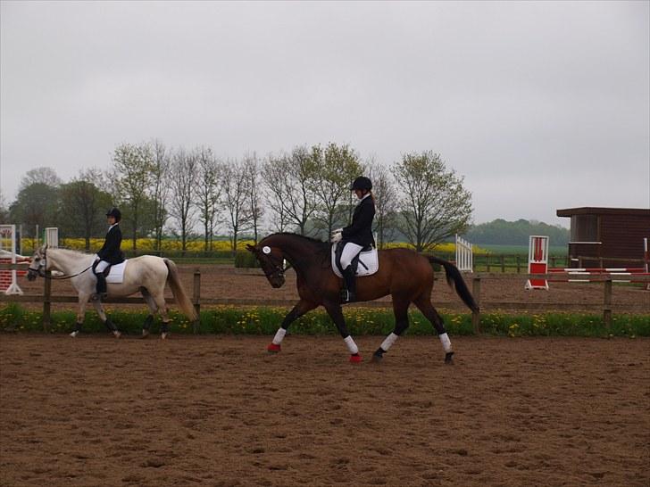Trakehner Sabo*har redet* - opvarmning til LC2 på hjemmebane 22/5/2010 - 2. plads billede 18