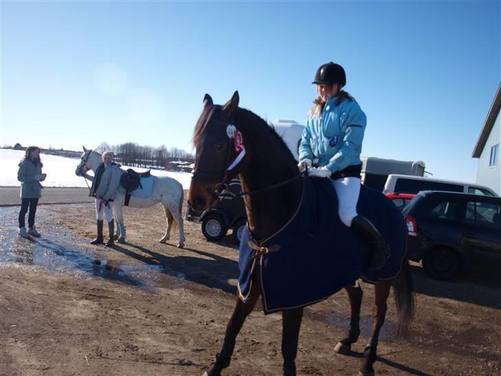 Trakehner Sabo*har redet* - På vej hjem fra et vellykket stævne! Så tilfreds med den lille hest! billede 20