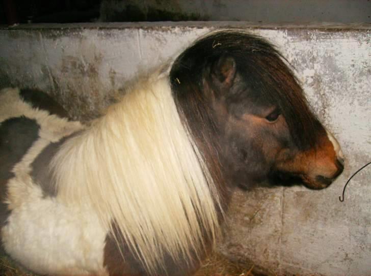Shetlænder Viggo Mortensen *SOLGT* billede 2