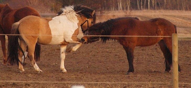 Anden særlig race Amigo - 1/3-2011 billede 13