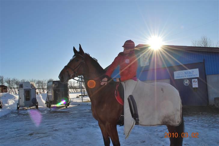 Dansk Varmblod Shirley R.I.P Fra d 21/10 - Et rigtig rigmands billede hehe, Seeee miig er jeg ikk bare smuk. :D billede 20